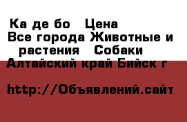 Ка де бо › Цена ­ 25 000 - Все города Животные и растения » Собаки   . Алтайский край,Бийск г.